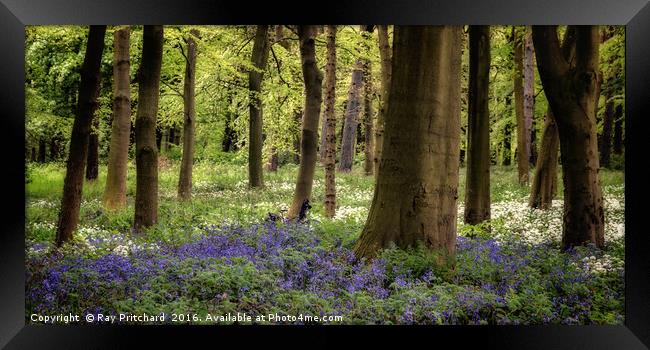 Bluebells Framed Print by Ray Pritchard