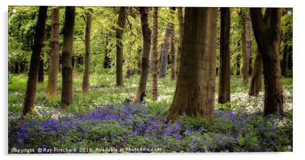 Bluebells Acrylic by Ray Pritchard