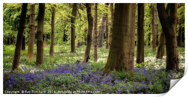 Bluebells Print by Ray Pritchard