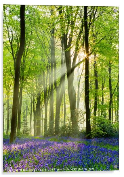 Marlborough Woods Bluebells Acrylic by Daugirdas Racys