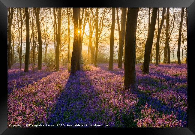 Sunrise at Bluebells woodland Framed Print by Daugirdas Racys