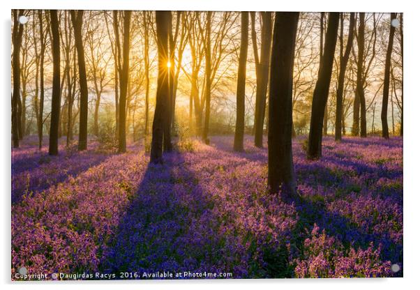 Sunrise at Bluebells woodland Acrylic by Daugirdas Racys