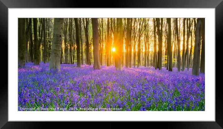 Sunset at Bluebells woodland Framed Mounted Print by Daugirdas Racys