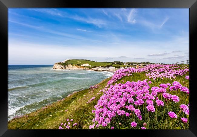 Sea Of Pink Thrift Framed Print by Wight Landscapes