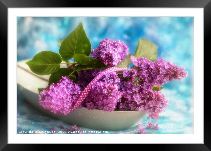 Lilac Passion  Framed Mounted Print by Tanja Riedel