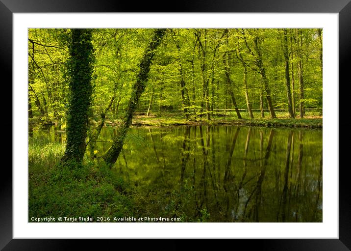 Spring in the forest  Framed Mounted Print by Tanja Riedel