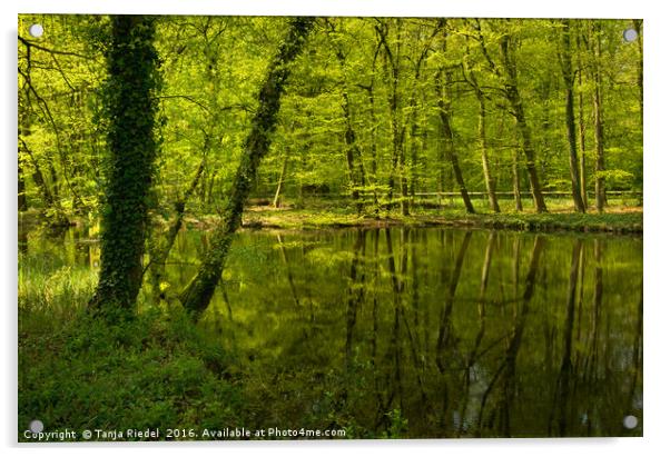 Spring in the forest  Acrylic by Tanja Riedel