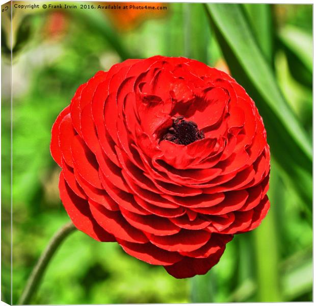 Beautiful red Ranunculus Canvas Print by Frank Irwin