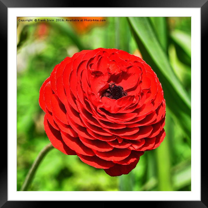Beautiful red Ranunculus Framed Mounted Print by Frank Irwin