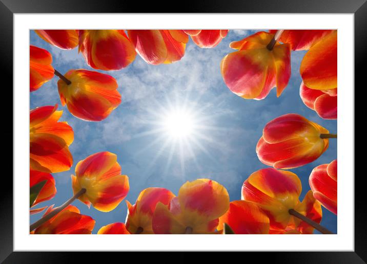 Tulips Framed Mounted Print by Ankor Light