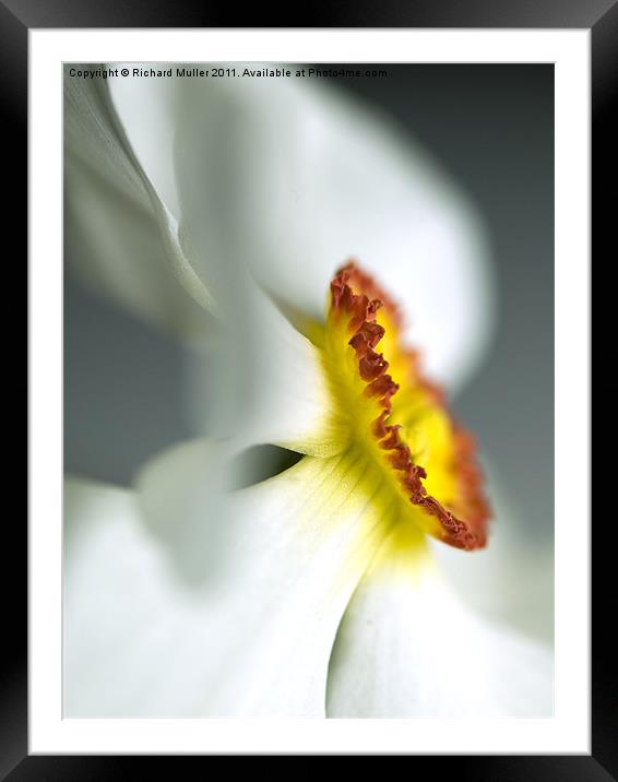 Daffodil Dream Framed Mounted Print by Richard Muller