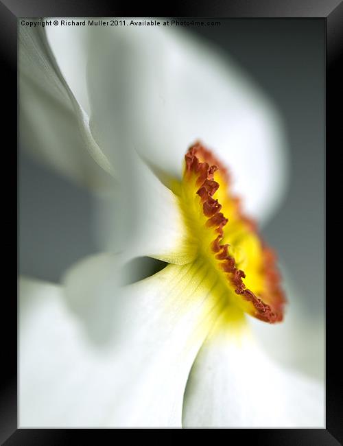 Daffodil Dream Framed Print by Richard Muller