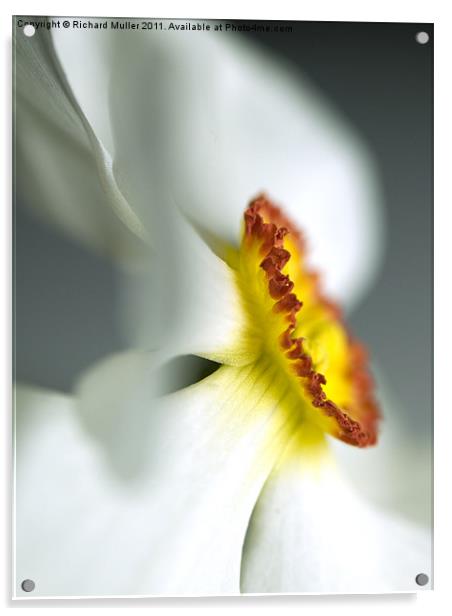 Daffodil Dream Acrylic by Richard Muller