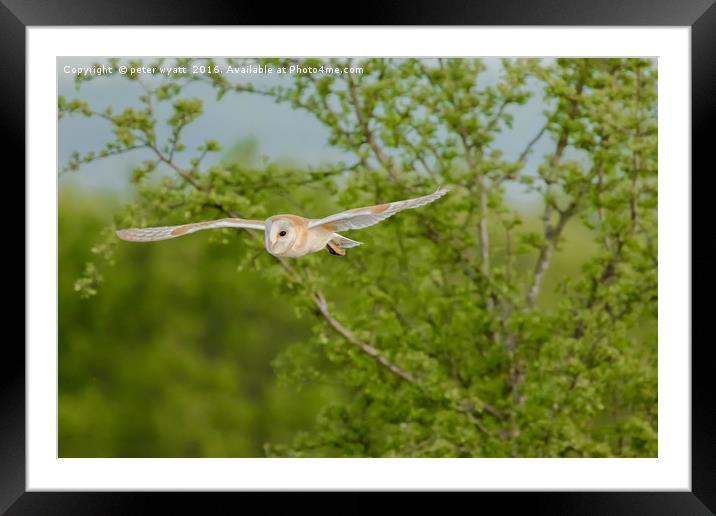 Barn Owl in flight Framed Mounted Print by peter wyatt