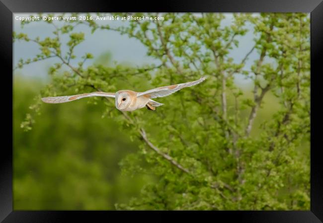 Barn Owl in flight Framed Print by peter wyatt