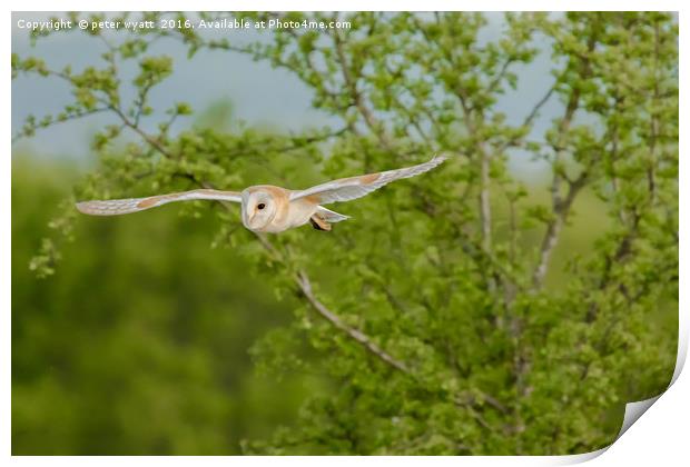 Barn Owl in flight Print by peter wyatt