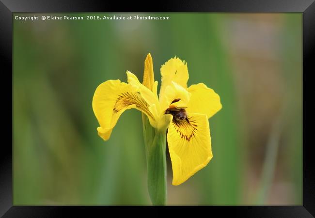 Bee on an orchid Framed Print by Elaine Pearson
