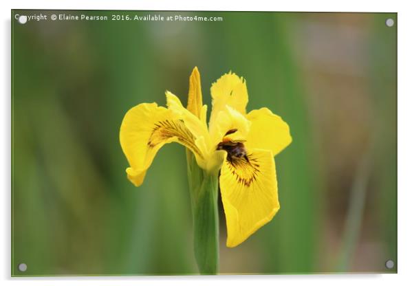 Bee on an orchid Acrylic by Elaine Pearson