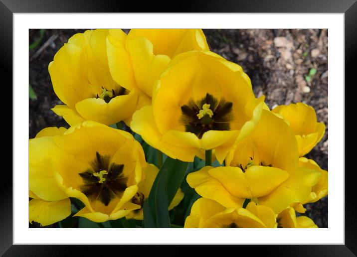 Yellow Flowers Framed Mounted Print by Bethany Lang