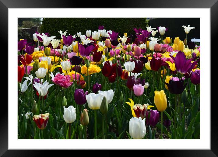 Tulip Framed Mounted Print by Bethany Lang