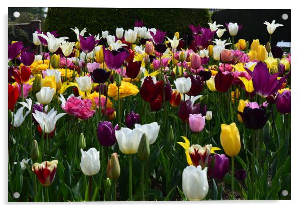 Tulip Acrylic by Bethany Lang