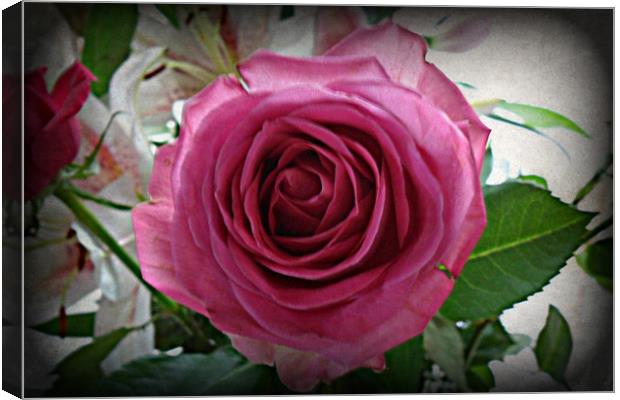 The Rose. Canvas Print by Heather Goodwin