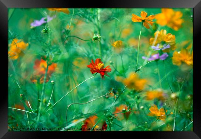 Beautiful summer flowers for beloved woman by Arkady Mazor Framed Print by Arkady Mazor