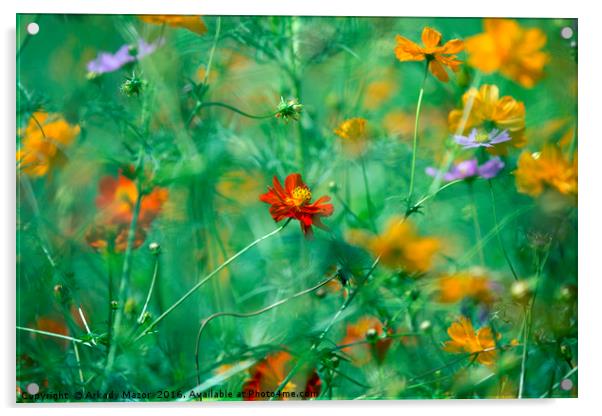 Beautiful summer flowers for beloved woman by Arkady Mazor Acrylic by Arkady Mazor