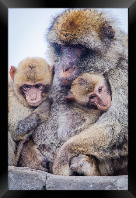 Barbary Macaque Framed Print by David Martin