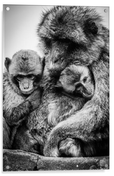 Barbary Macaque Acrylic by David Martin