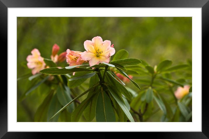 Rhododendron Blooms Framed Mounted Print by LIZ Alderdice