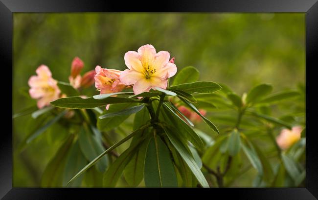 Rhododendron Blooms Framed Print by LIZ Alderdice