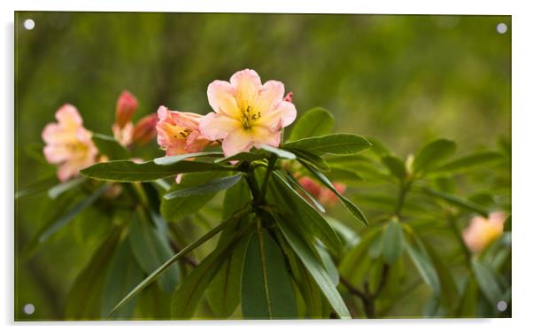 Rhododendron Blooms Acrylic by LIZ Alderdice