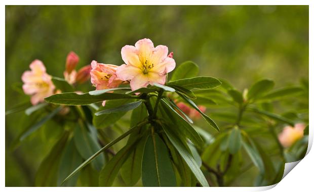 Rhododendron Blooms Print by LIZ Alderdice