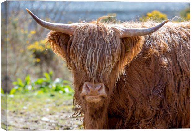 Highland Cow Canvas Print by Tony Bishop