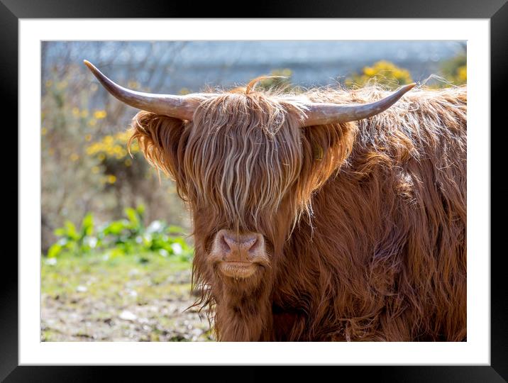 Highland Cow Framed Mounted Print by Tony Bishop