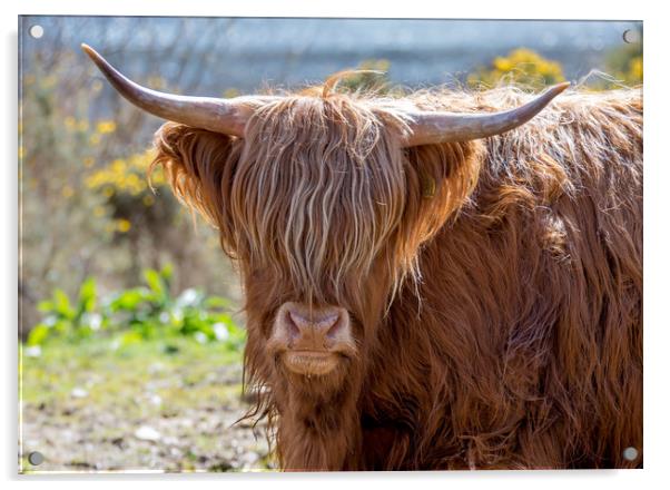 Highland Cow Acrylic by Tony Bishop