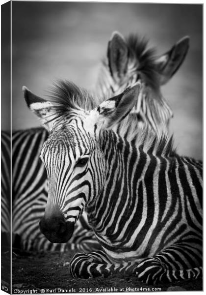 Zebra Resting Canvas Print by Karl Daniels