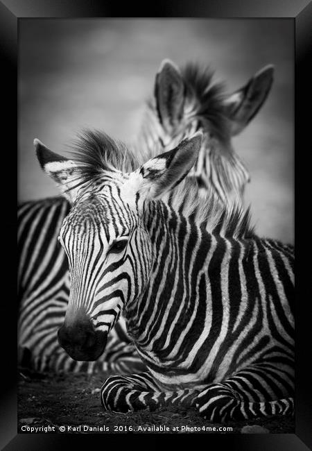 Zebra Resting Framed Print by Karl Daniels