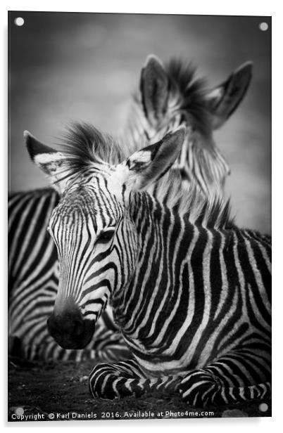 Zebra Resting Acrylic by Karl Daniels