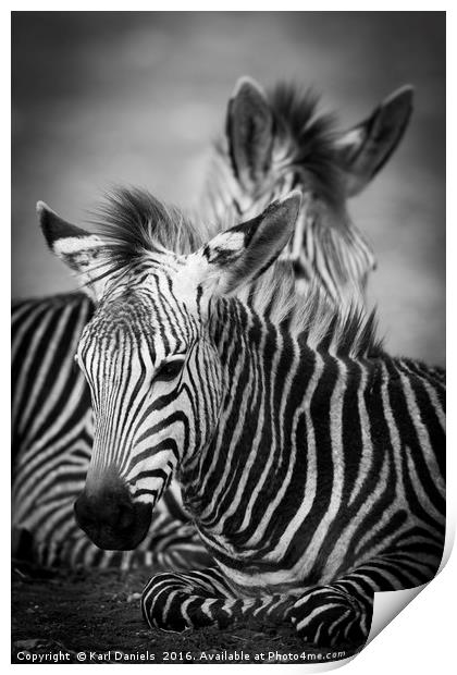 Zebra Resting Print by Karl Daniels