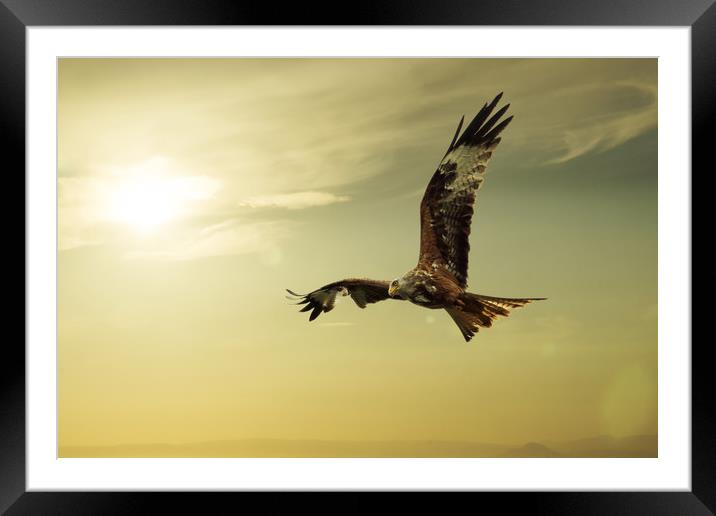 Red Kite Framed Mounted Print by Sam Smith