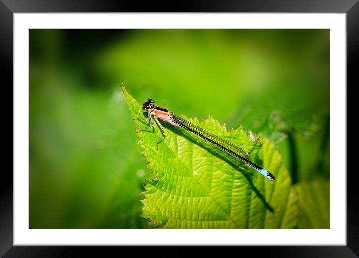 Damselfly       Framed Mounted Print by chris smith