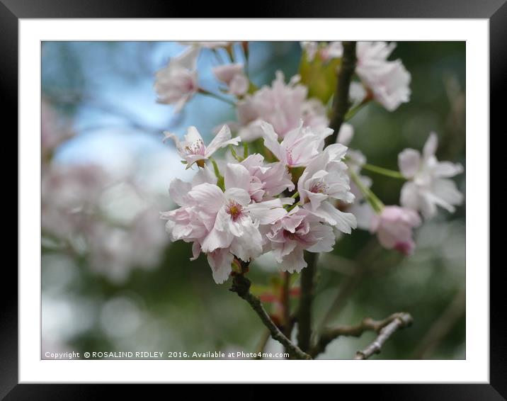 "SPRING BLOSSOMS AT THORP PERROW ARBORETUM" Framed Mounted Print by ROS RIDLEY