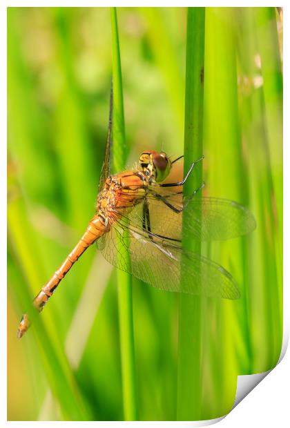 Dragonfly  Print by chris smith