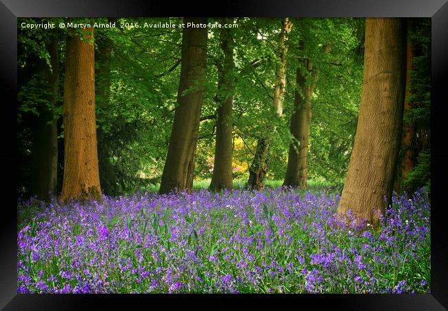 SPRING BLUEBELL WOOD AT THORP PERROW Framed Print by Martyn Arnold