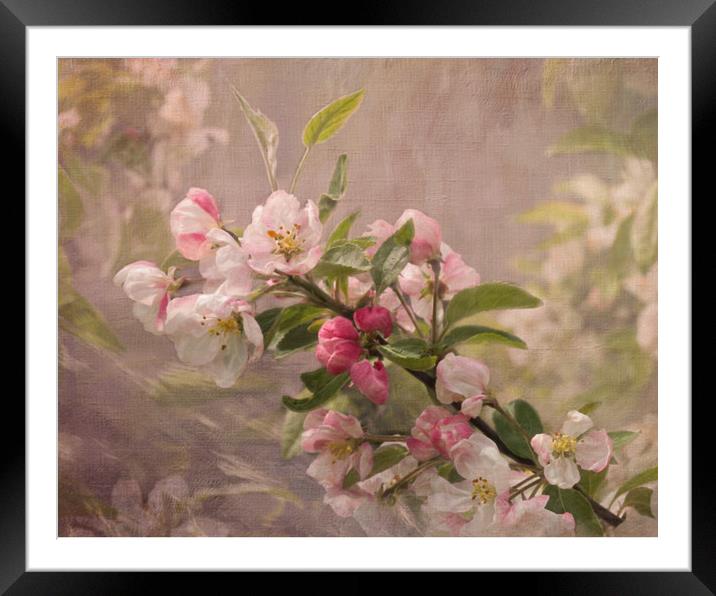 Apple Blossom Framed Mounted Print by LIZ Alderdice