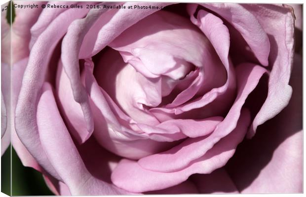 Pretty in Pink Canvas Print by Rebecca Giles