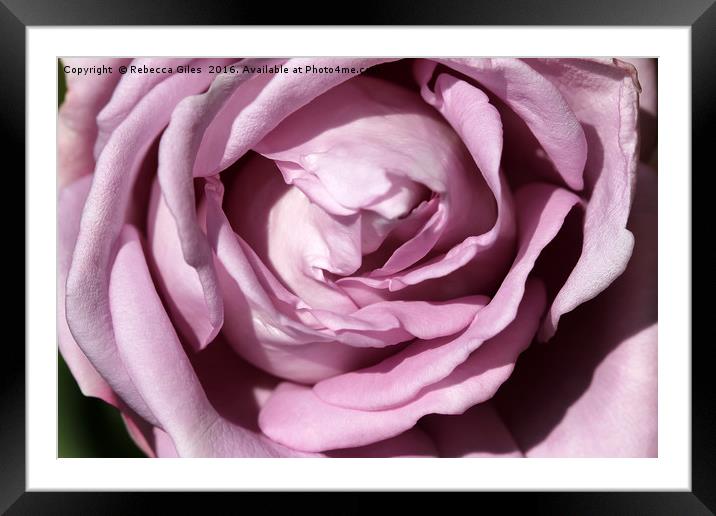 Pretty in Pink Framed Mounted Print by Rebecca Giles
