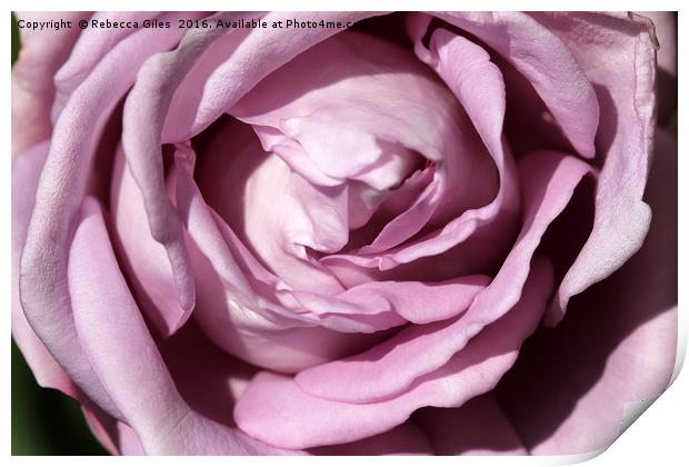 Pretty in Pink Print by Rebecca Giles